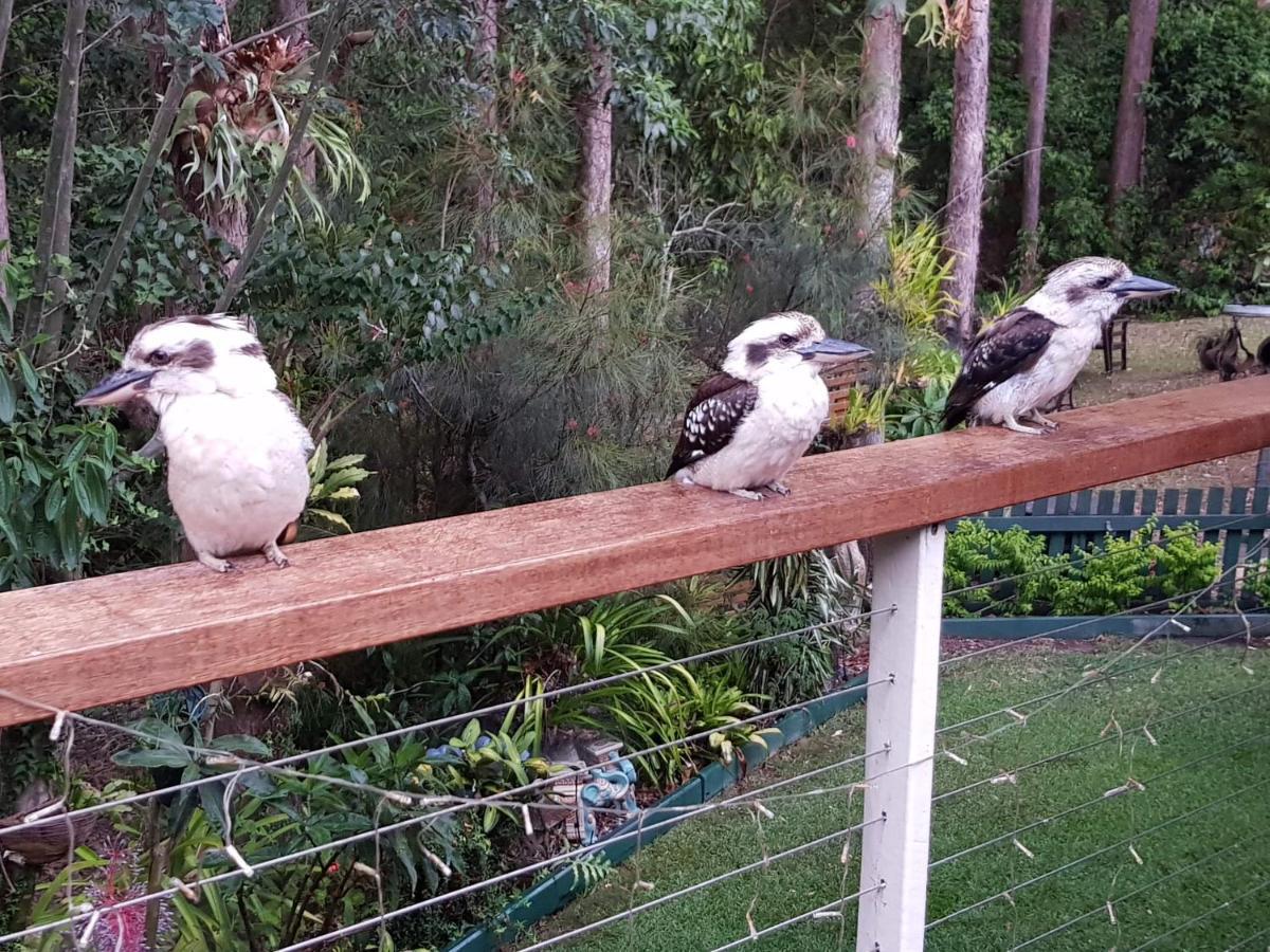 Buderim Forest Hideaway Bed and Breakfast Buitenkant foto